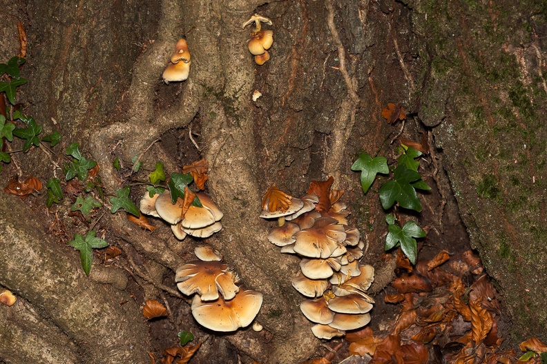 tree-fungus-elmarit60-g-40D7898.jpg