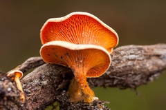 False Chanterelle Mushroom