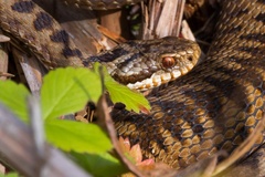 Female Adder Snake Close-up