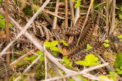 Female Adder Snake