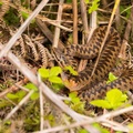 Female Adder Snake