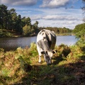 Cow by Lake