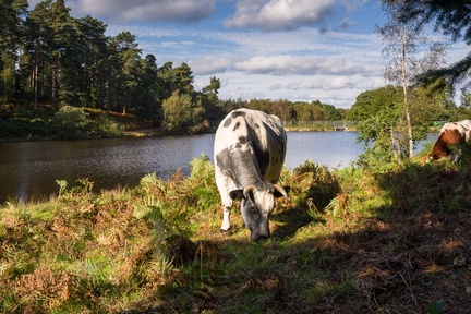 Cow by Lake