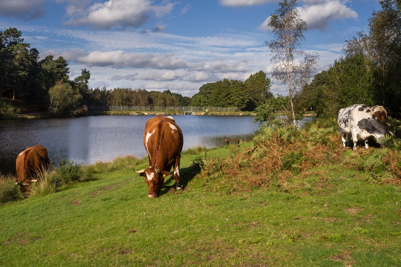 Cows Grazing by Lake