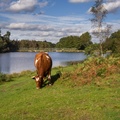 Cows Grazing by Lake