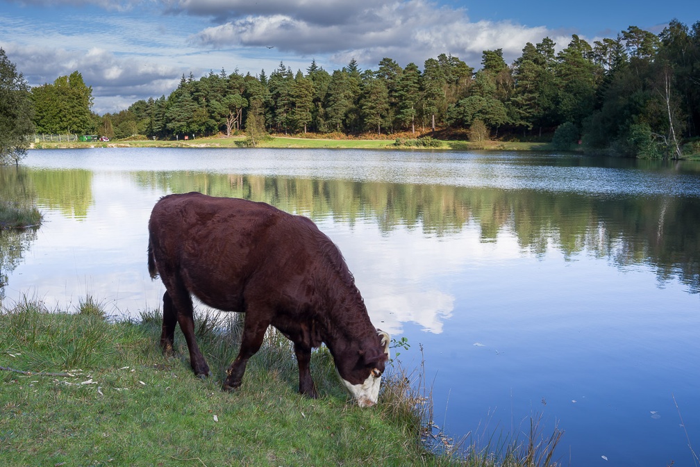 Cow Grazing by Lake