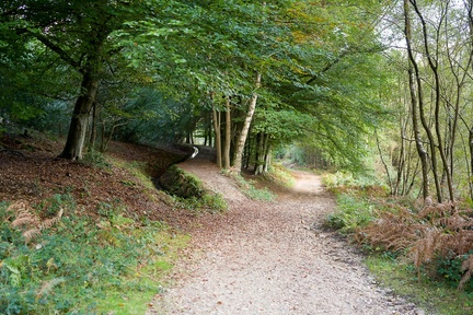 Woodland Pathway