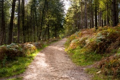 Woodland Pathway