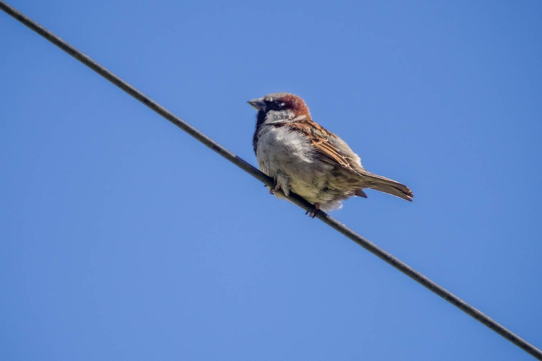 house-sparrow-sp60-300-g-PK18349.jpg