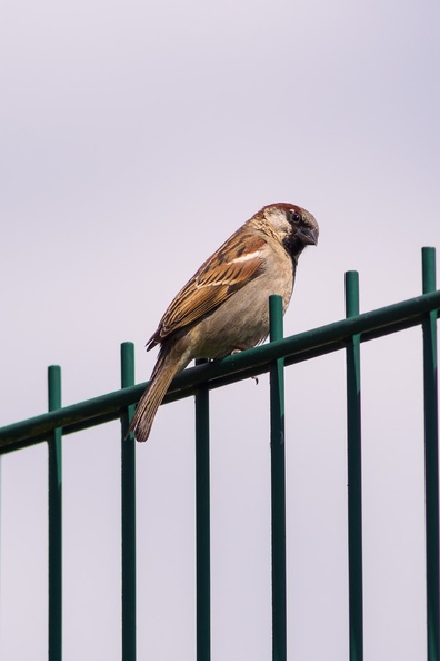 house-sparrow-sp300-cg-PK118795.jpg