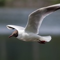 Black-headed Gull in Flight