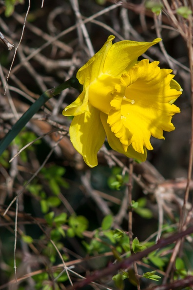 daffodils-g-400d-7810.jpg