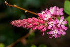 Flowering Currant