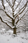 Oak Tree in Snow