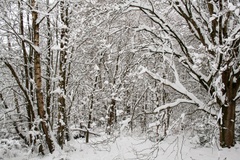 Snow Scene Farnham Park Woodland