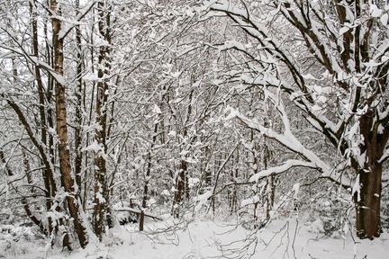 Snow Scene Farnham Park Woodland