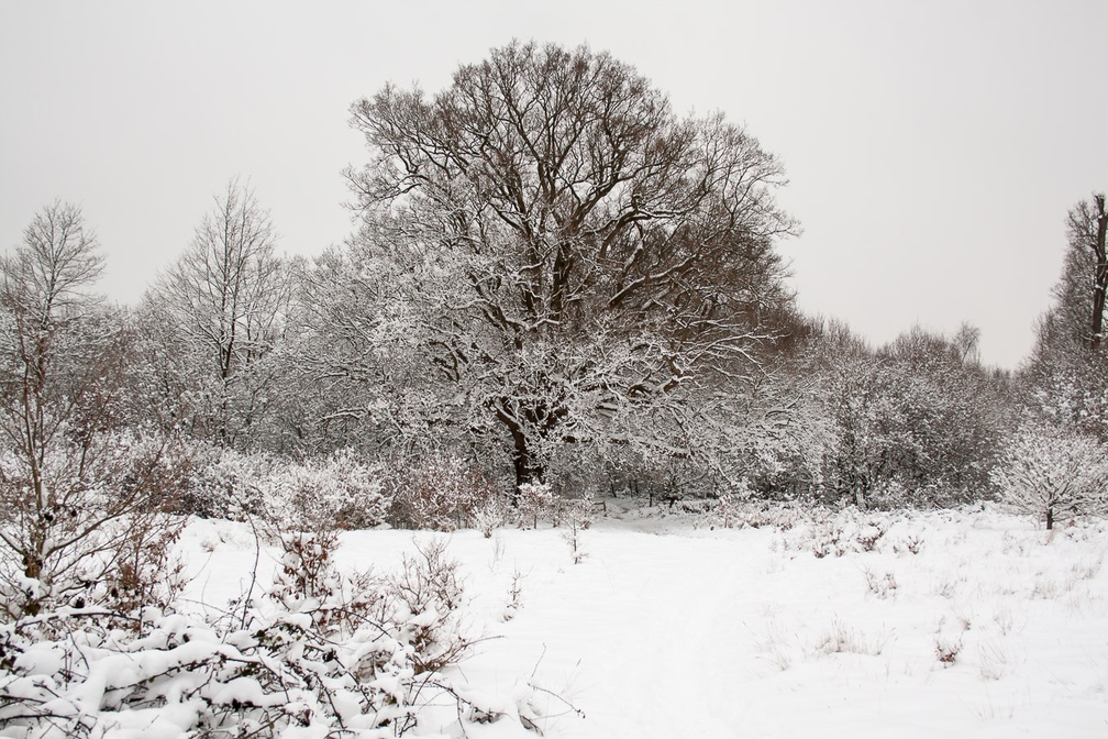 Farnham Park in Snow Cover