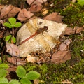 Male Common Darter