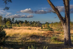 Heathland Landscape