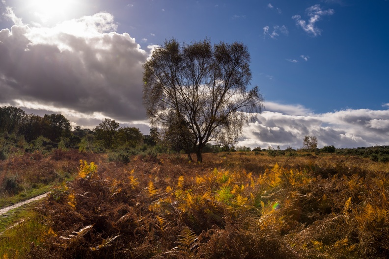 Autumnal Heathland - pk115188