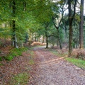 Woodland Path - pk115265