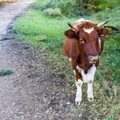 Young Cow - pk115241
