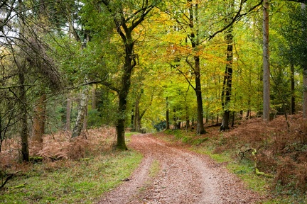 Autumn Woodland Path