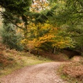 Autumn Woodland Path - pk115512