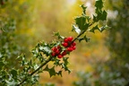 Holly with Red Berries