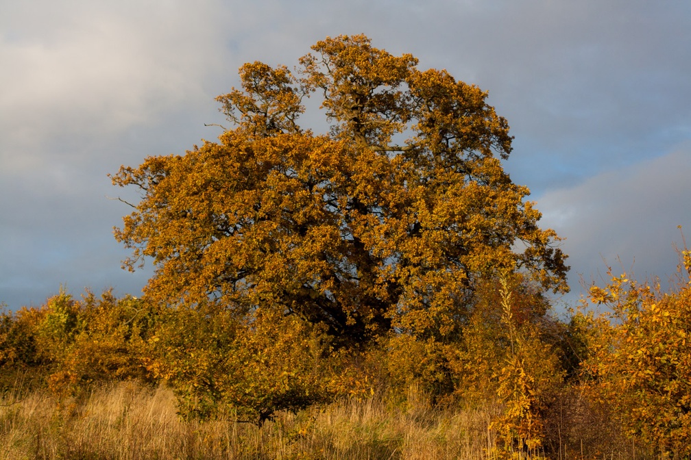 Oak Tree in Autumnal Colours
