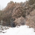 Farnham Park Winter Scene - 40d-09535
