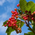 Guelder Rose Berries - 40d-11505