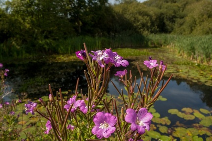 Willowherb and Carron Pond