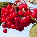 Guelder Rose Berries - 40d-12115