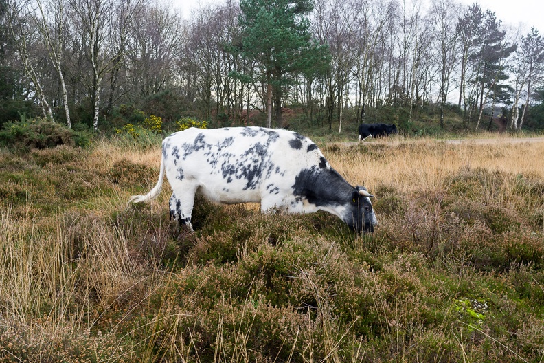Cow Grazing - pk115636
