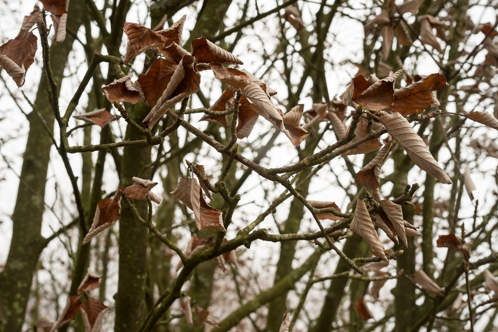 Winter Beech Tree Leaves