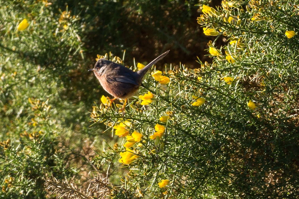 Dartford Warbler Bird