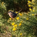 Dartford Warbler Bird