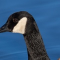Canada Goose Portrait - 6D8214