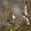 Male House Sparrow - 6D8483