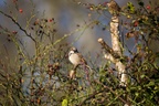 Male House Sparrow - 6D8483