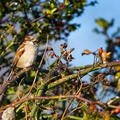 Male House Sparrow - 6D8490