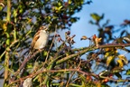 Male House Sparrow - 6D8490