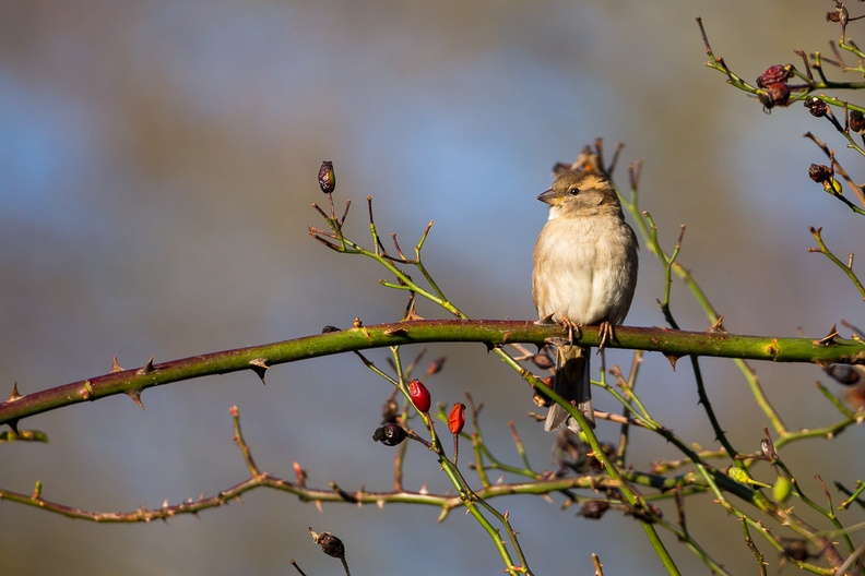 Female House Sparrow - 6D8498