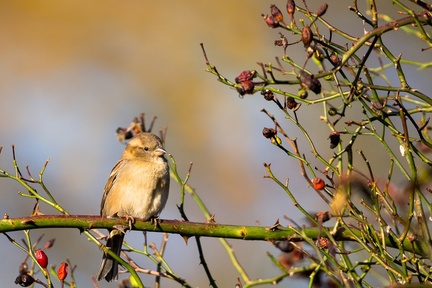 Female House Sparrow - 6D8505