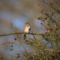 Female House Sparrow - 6D8506