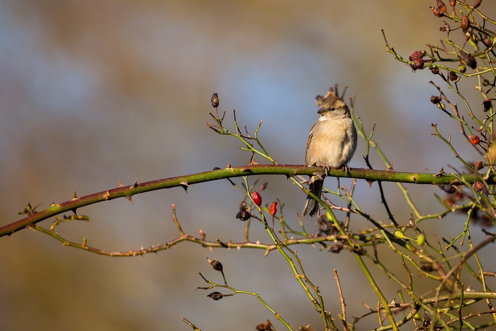 Female House Sparrow - 6D8509