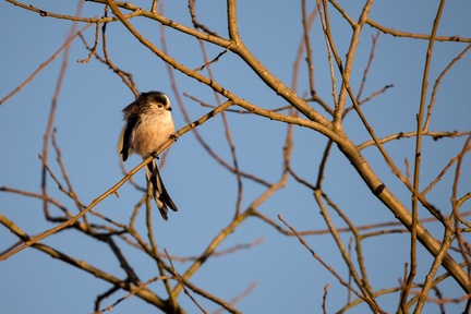 Long-tailed Tit - 6D-8577