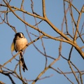 Long-tailed Tit - 6D8578