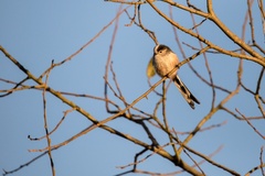 Long-tailed Tit - 6D8579